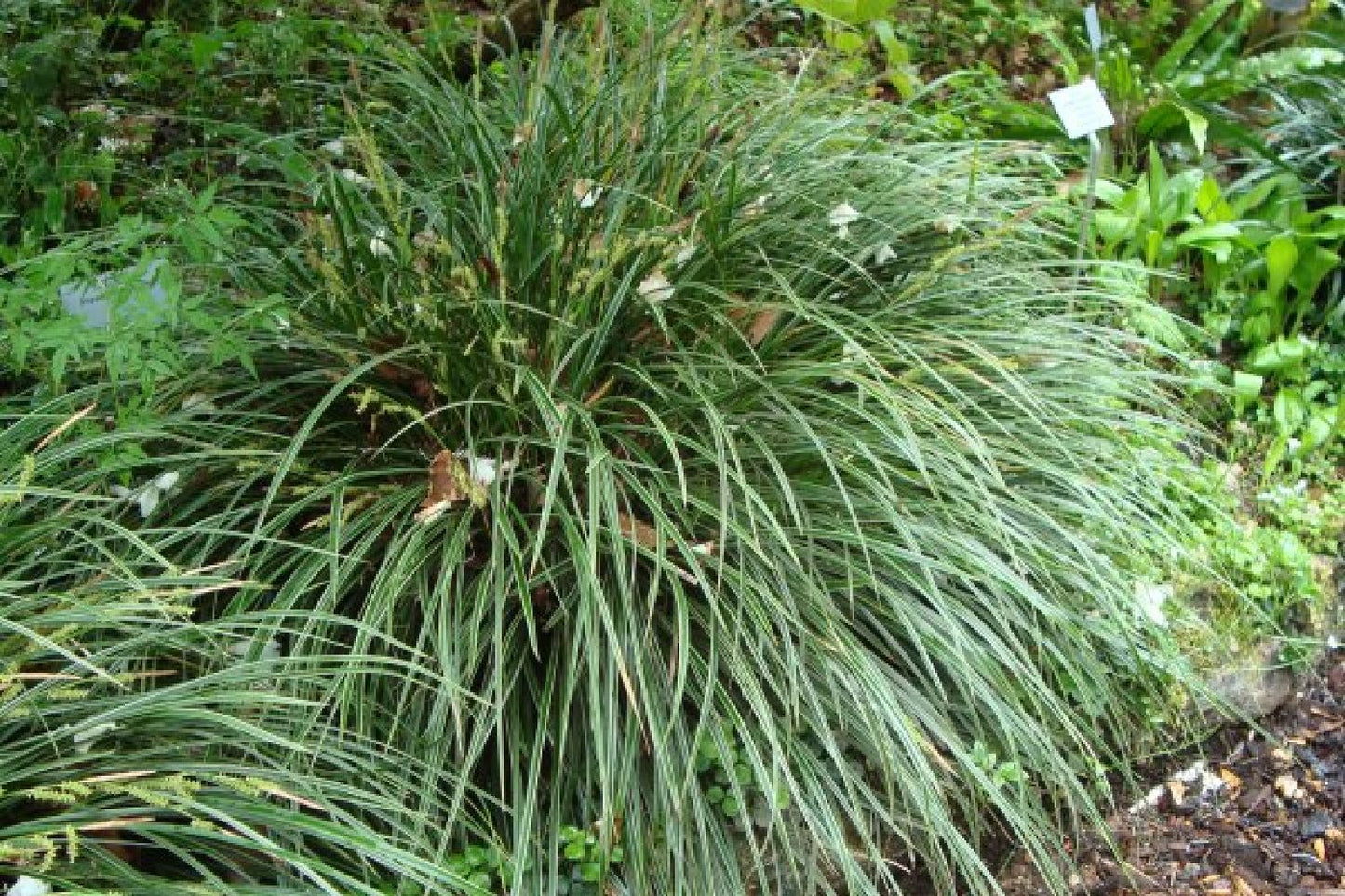 Licht und Schatten (Schönes für dunkle Gartenecken)