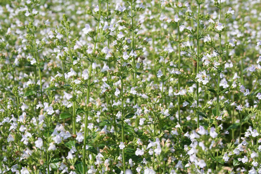 Calamintha nepeta ssp.nepeta Steinquendel | Bergminze