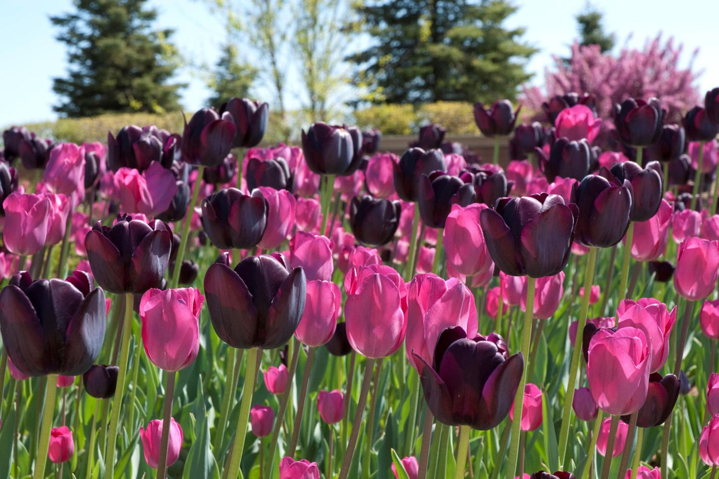 Tulpenmischung 'Extravaganza' Garten-Tulpenmischung