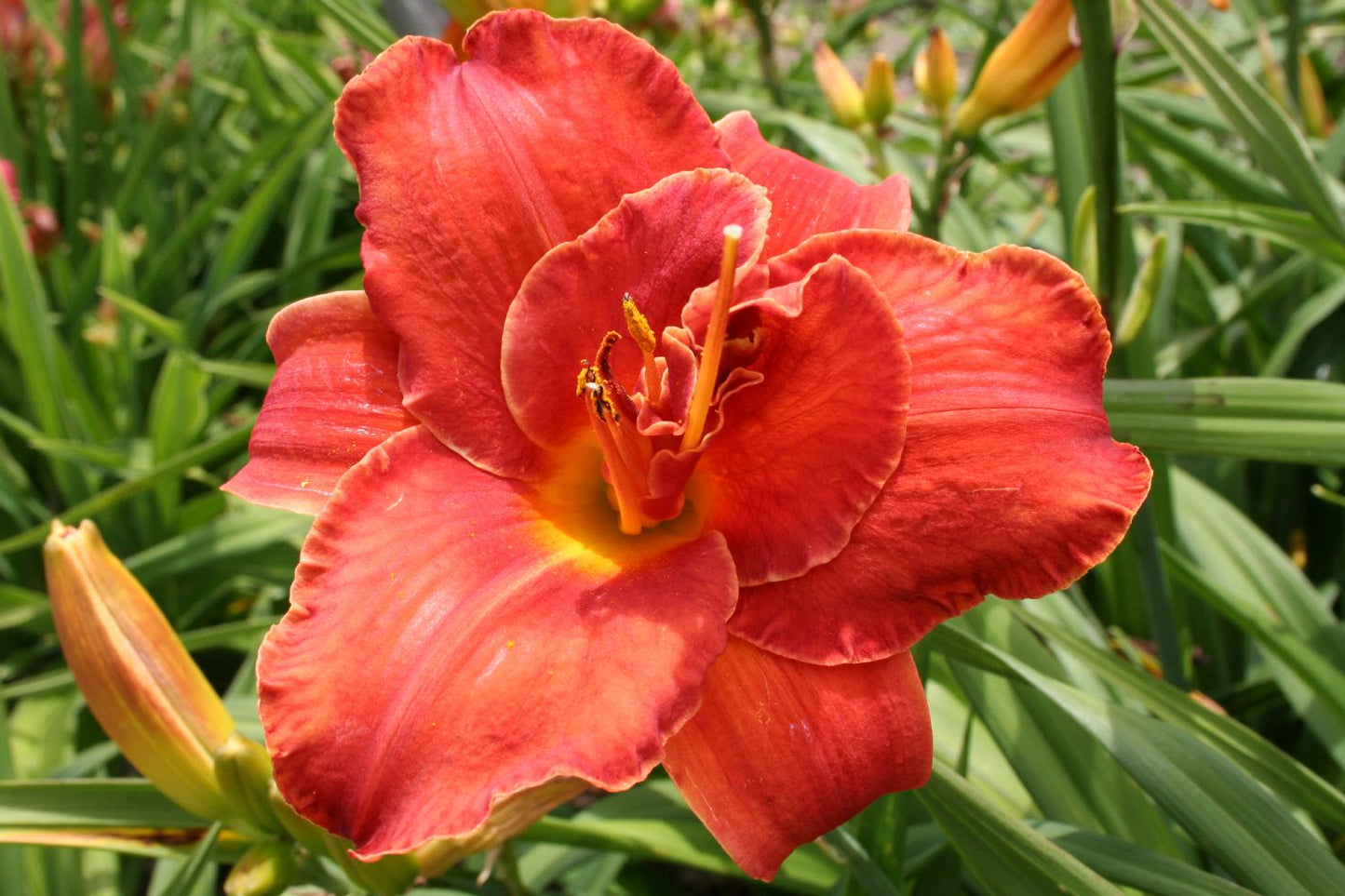 Hemerocallis 'Moses Fire' Großblumige Taglilie