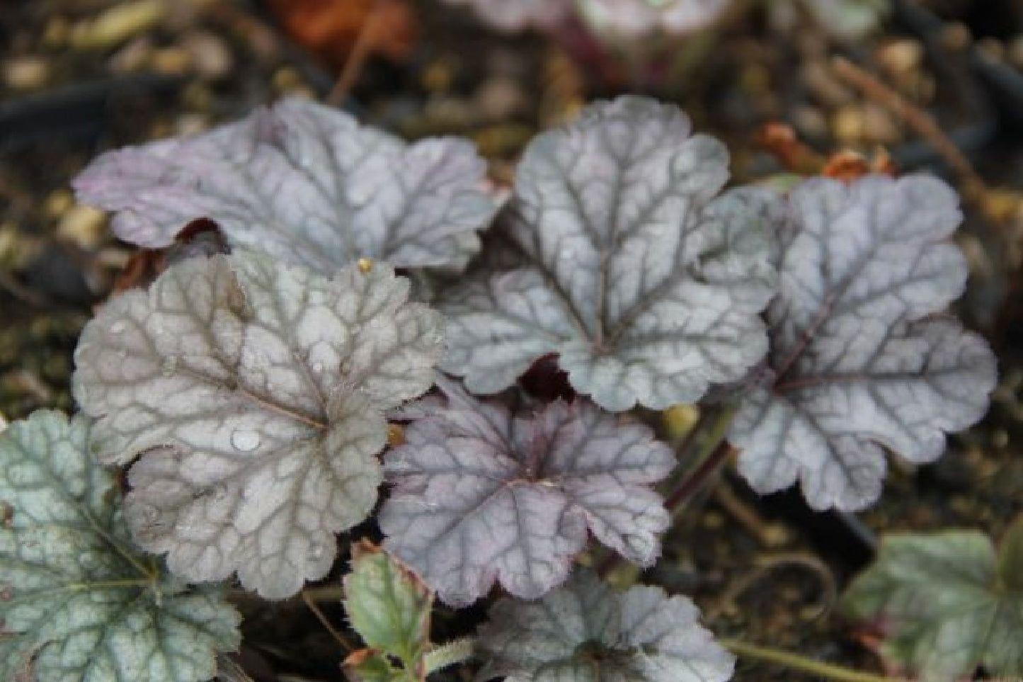 Traum in Mauve & Silber (Mitreißende Ton-in-Ton Inszenierung)
