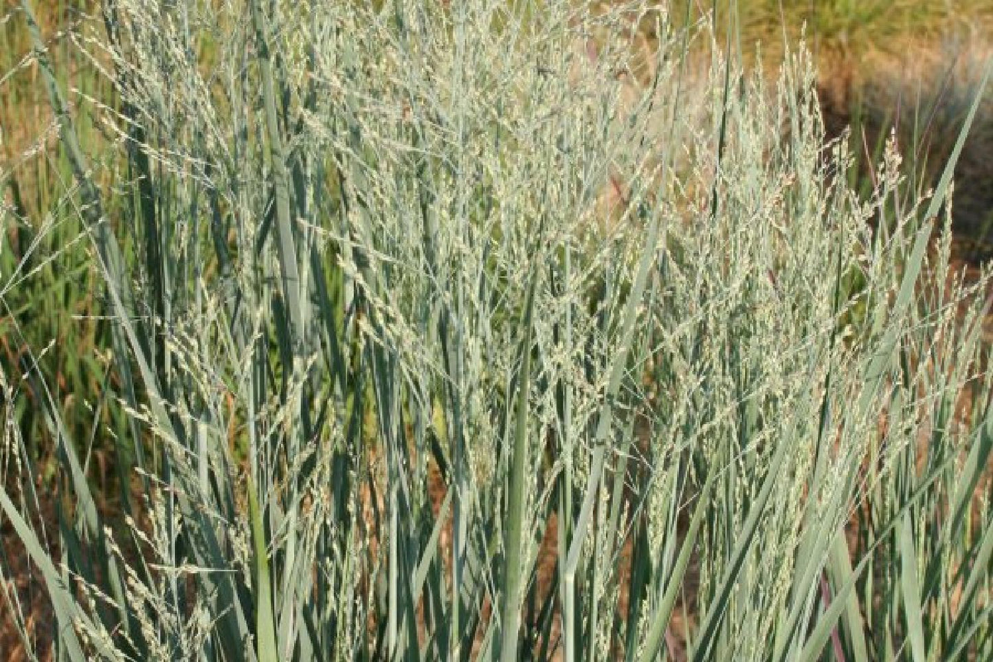 Traum in Mauve & Silber (Mitreißende Ton-in-Ton Inszenierung)