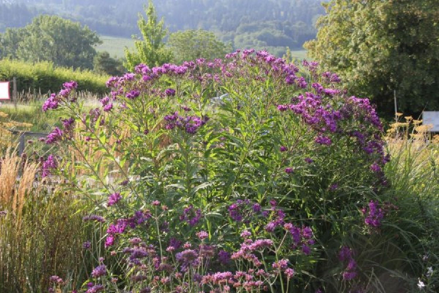 Traum in Mauve & Silber (Mitreißende Ton-in-Ton Inszenierung)