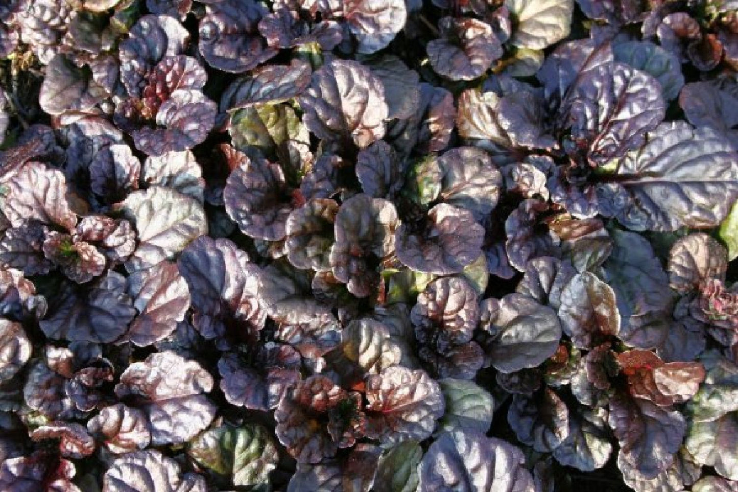 Traum in Mauve & Silber (Mitreißende Ton-in-Ton Inszenierung)
