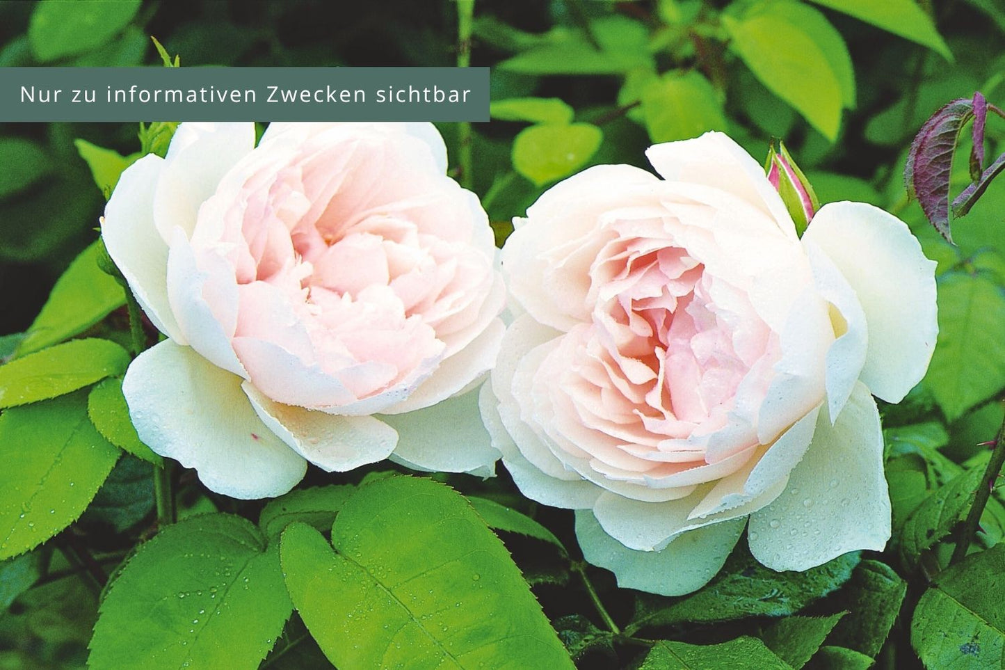 Rose 'The Generous Gardener' Englische Rose