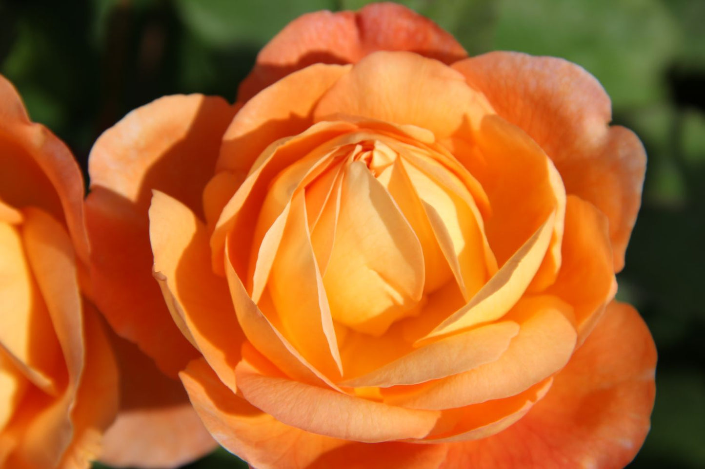 Rose 'Lady Emma Hamilton' Englische Rose