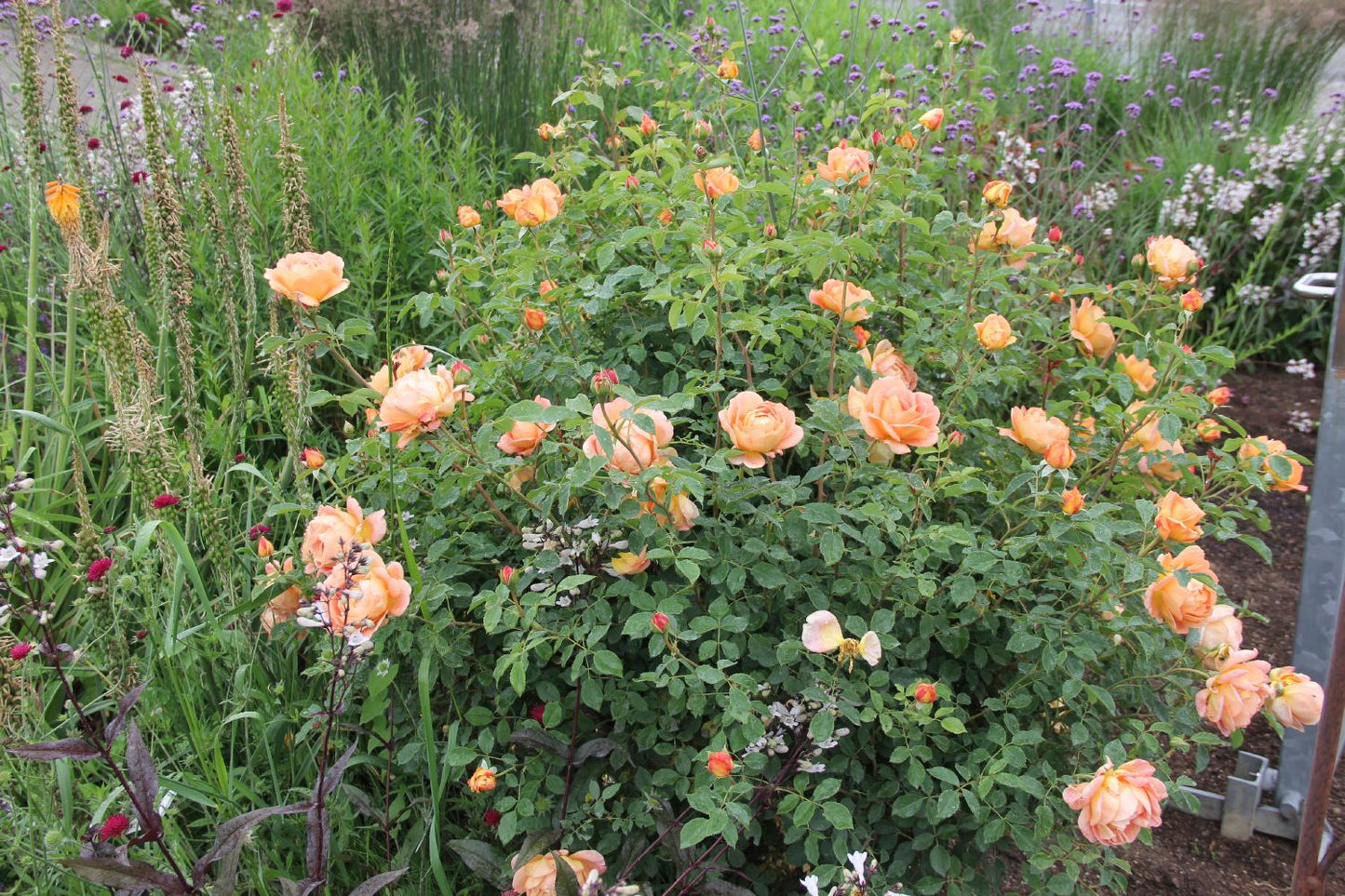 Rose 'Lady Emma Hamilton' (Englische Rose)