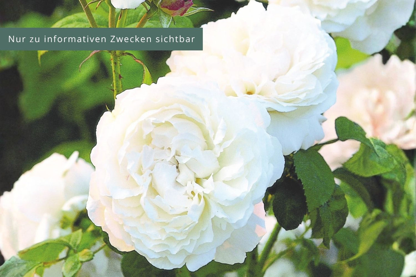 Rose 'Winchester Cathedral' Englische Rose