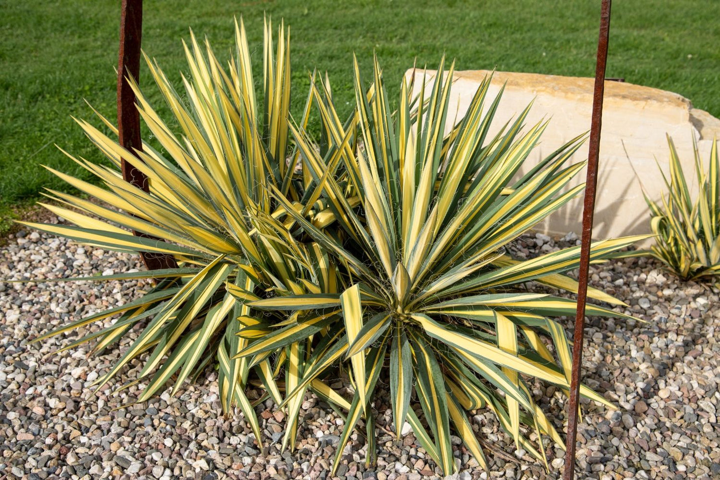 Yucca flaccida 'Color Guard' Panaschierte Palmlilie