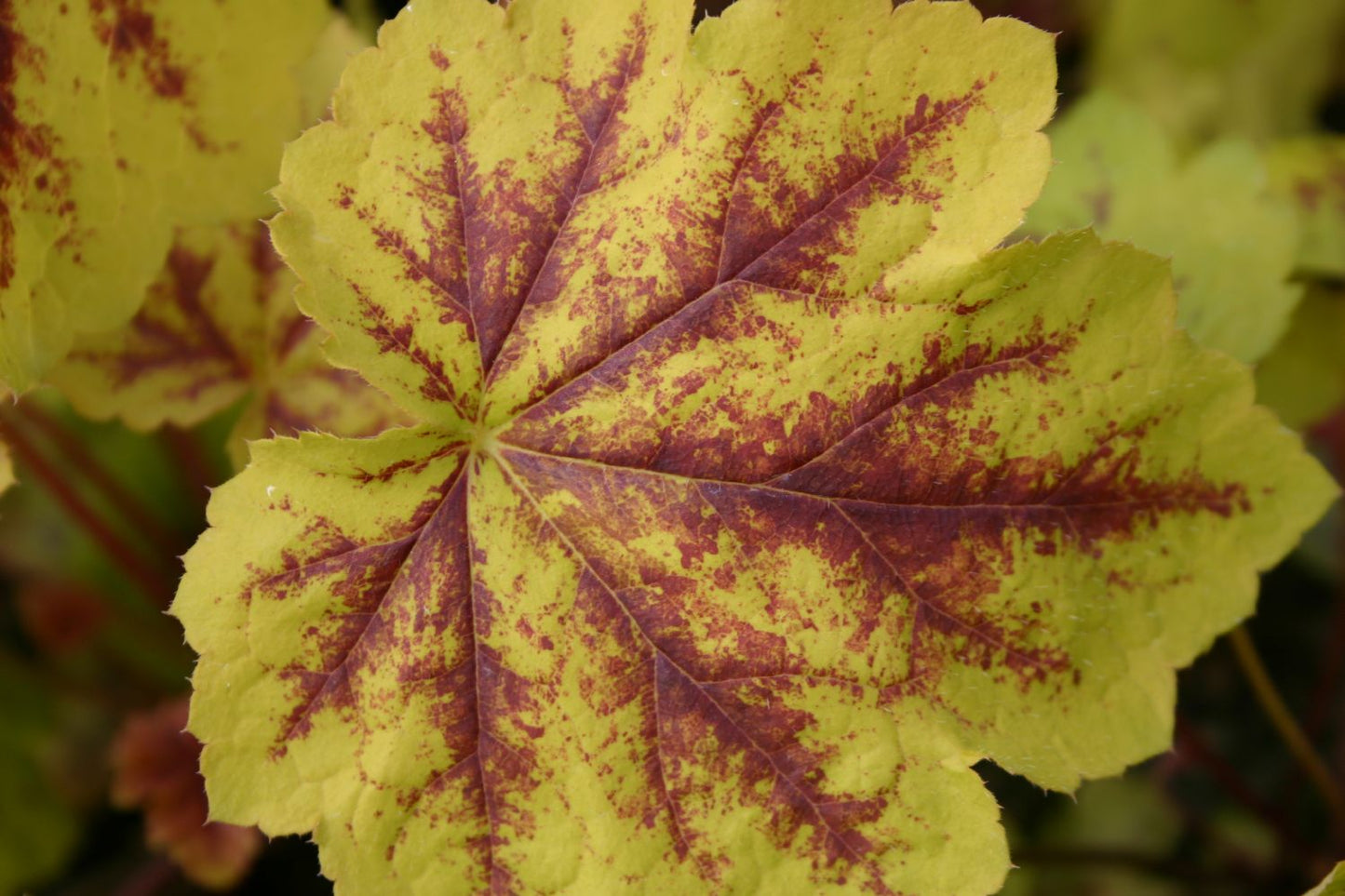 Heucherella 'Solar Power' Heucherella