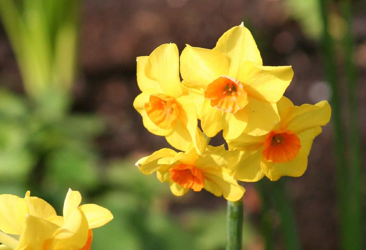 Narcissus jonquilla 'Martinette' Jonquilla-Duft-Narzisse