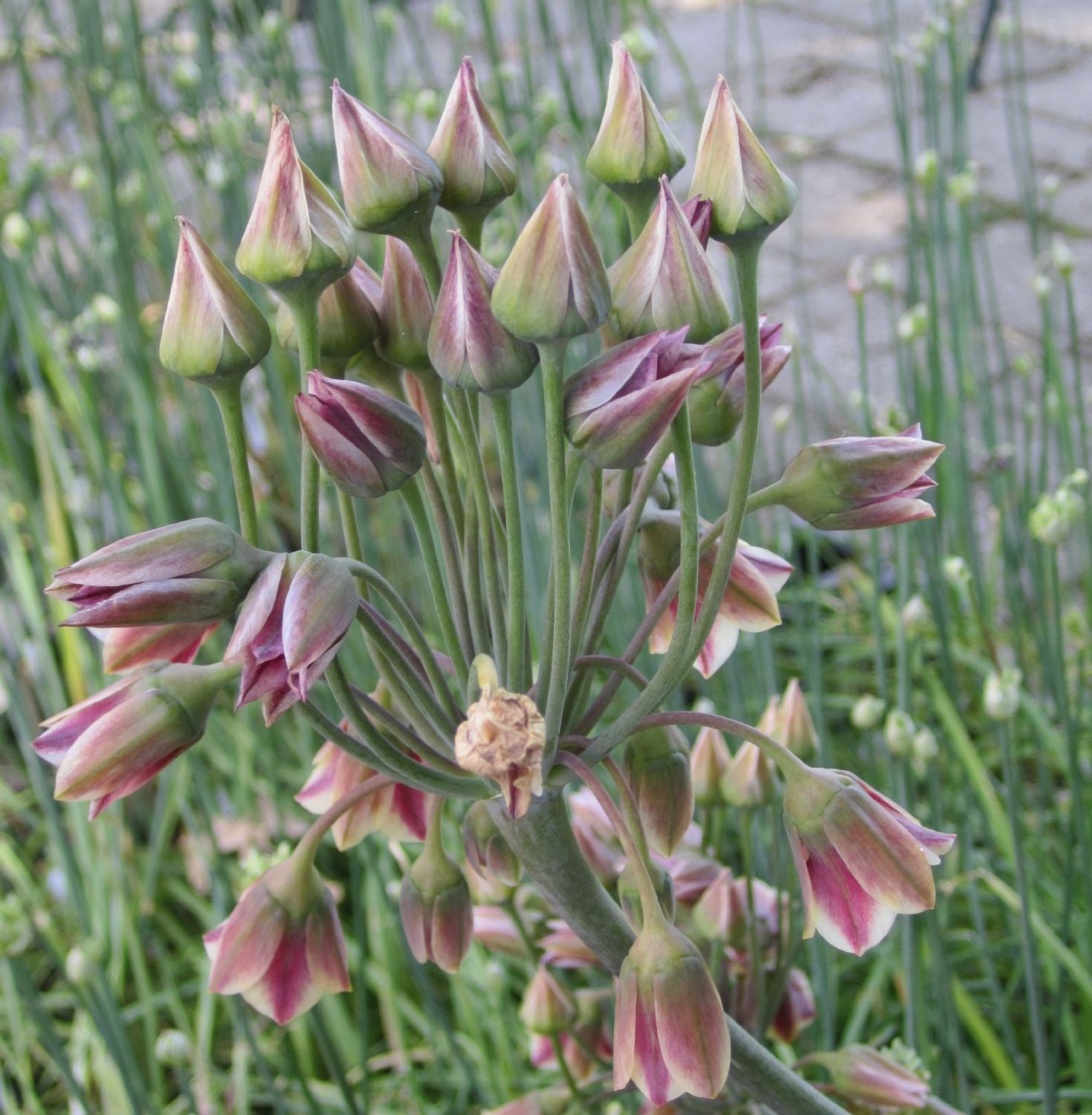 Nectaroscordum siculum ssp. bulgaricum Bulgarischer Lauch