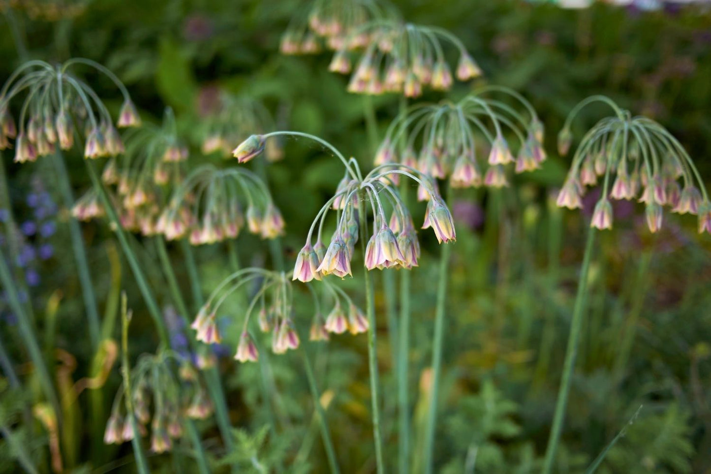 Nectaroscordum siculum ssp. bulgaricum (Bulgarischer Lauch)