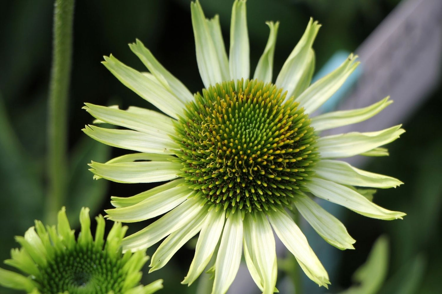 Echinacea 'Green Jewel' (Scheinsonnenhut)