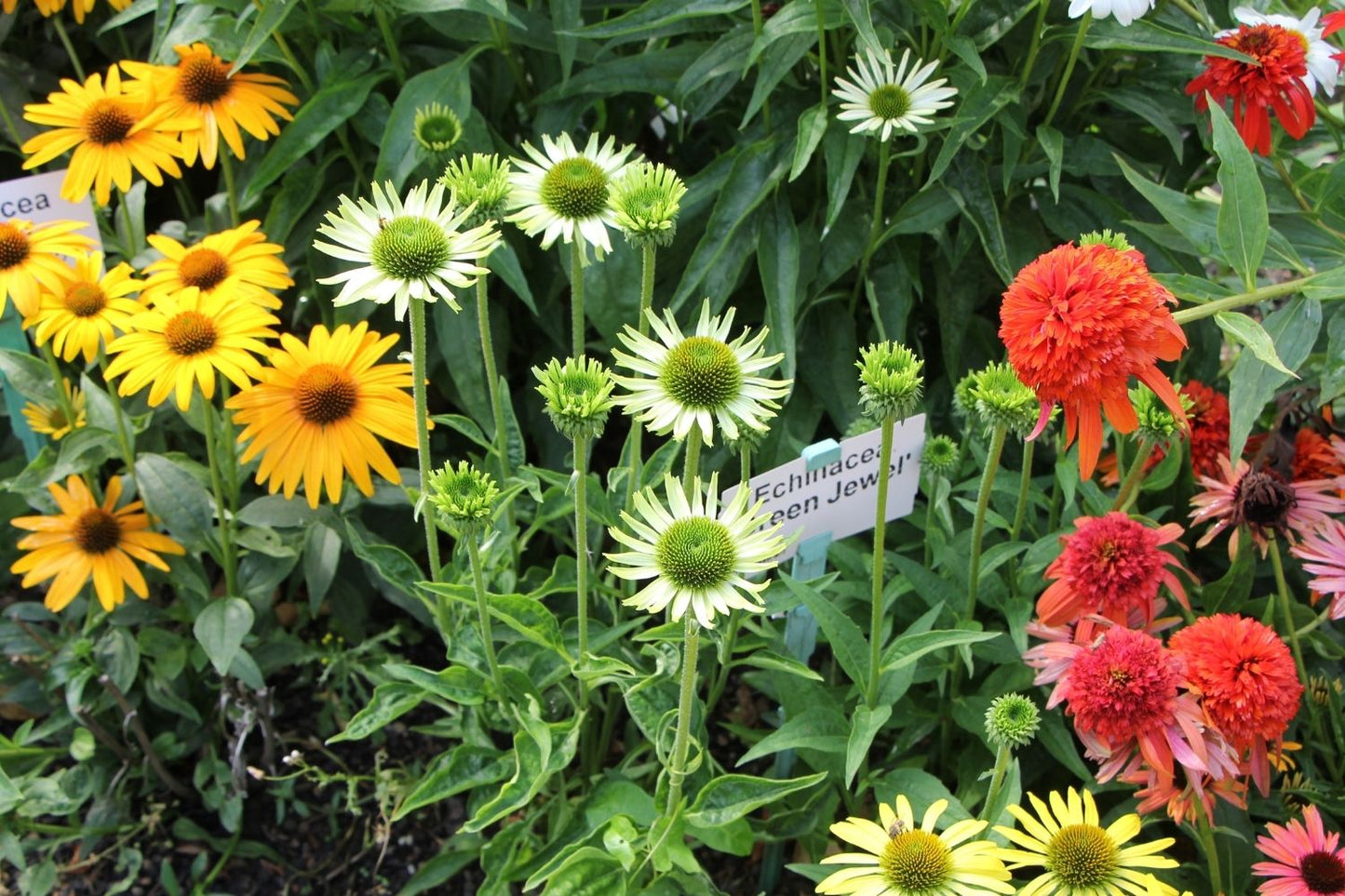 Echinacea 'Green Jewel' (Scheinsonnenhut)