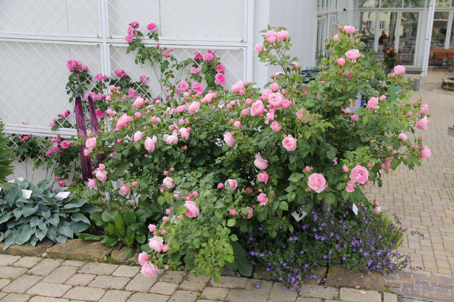 Rose 'Hans Gönewein Rose' (Beetrose)