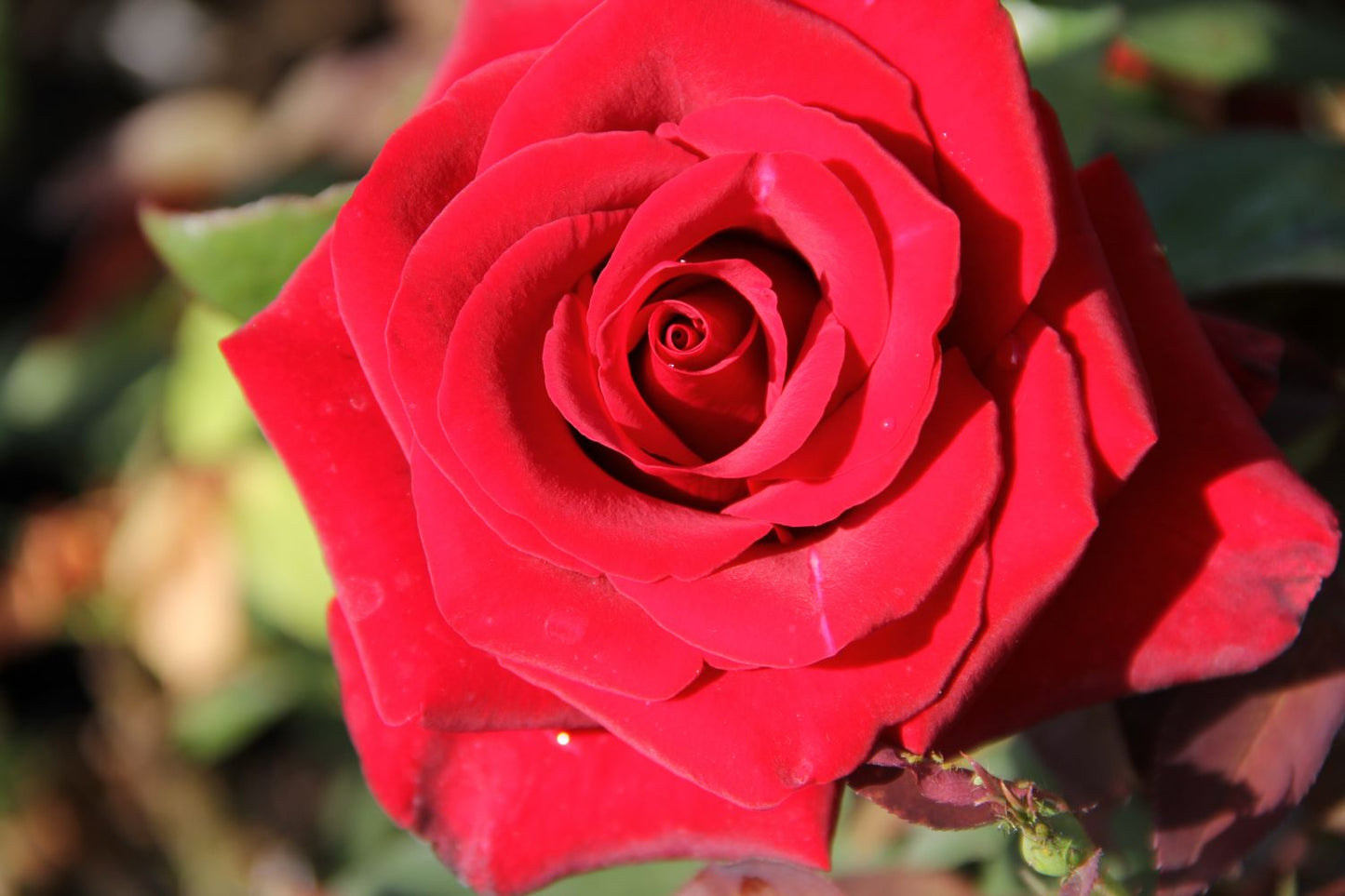 Rose 'Barkarole' Edelrose