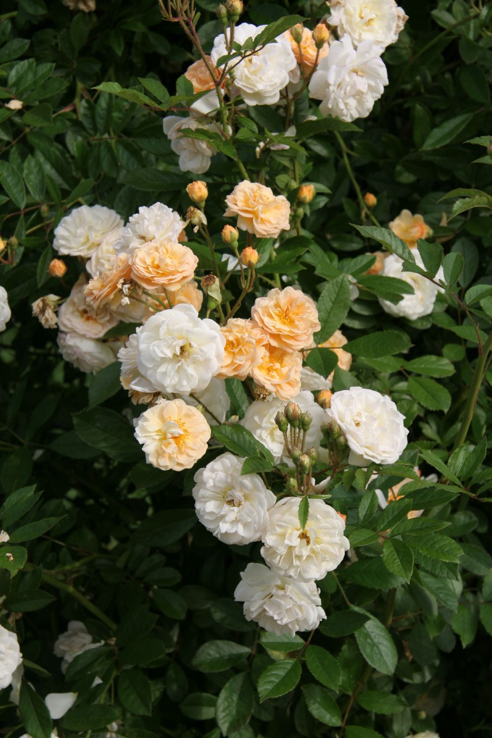 Rose 'Ghislaine de Feligonde' Kletterrose