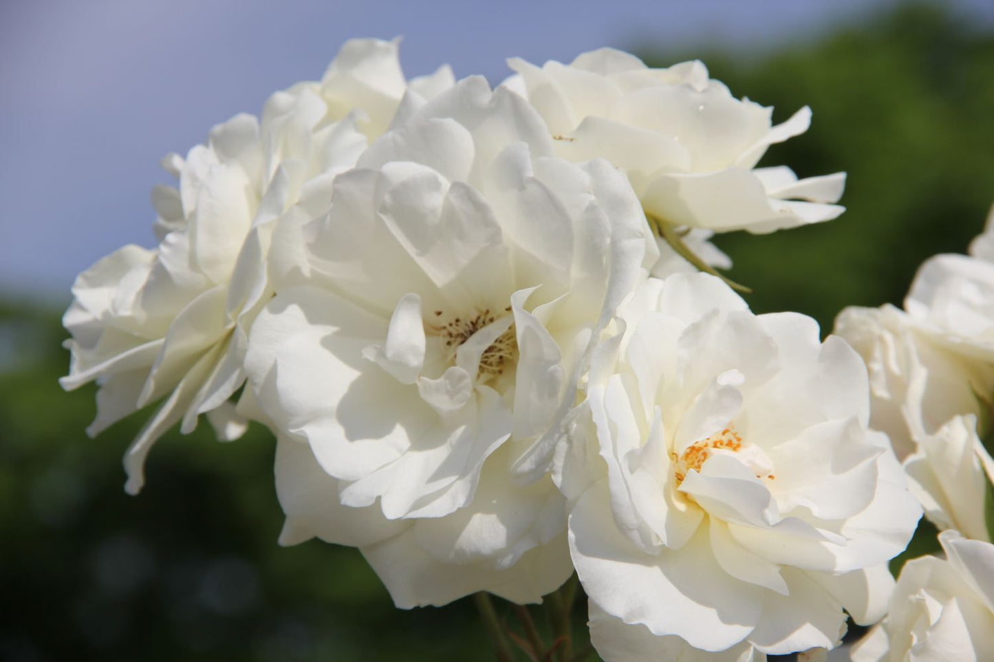 Rose 'Schneewittchen' Strauchrose