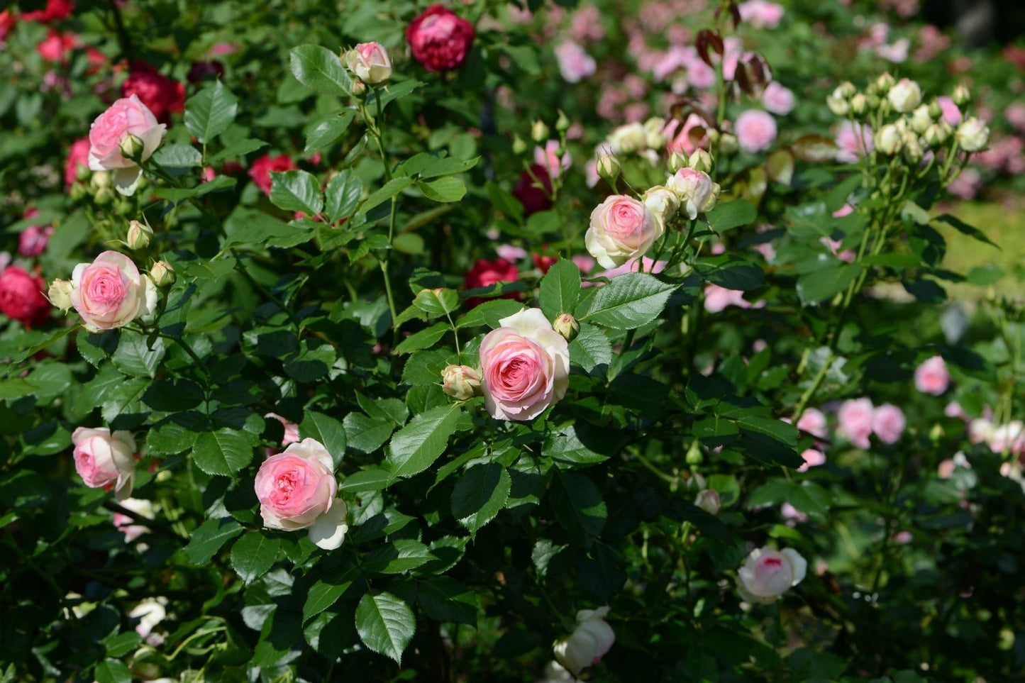Rose 'Eden Rose' (Strauchrose)
