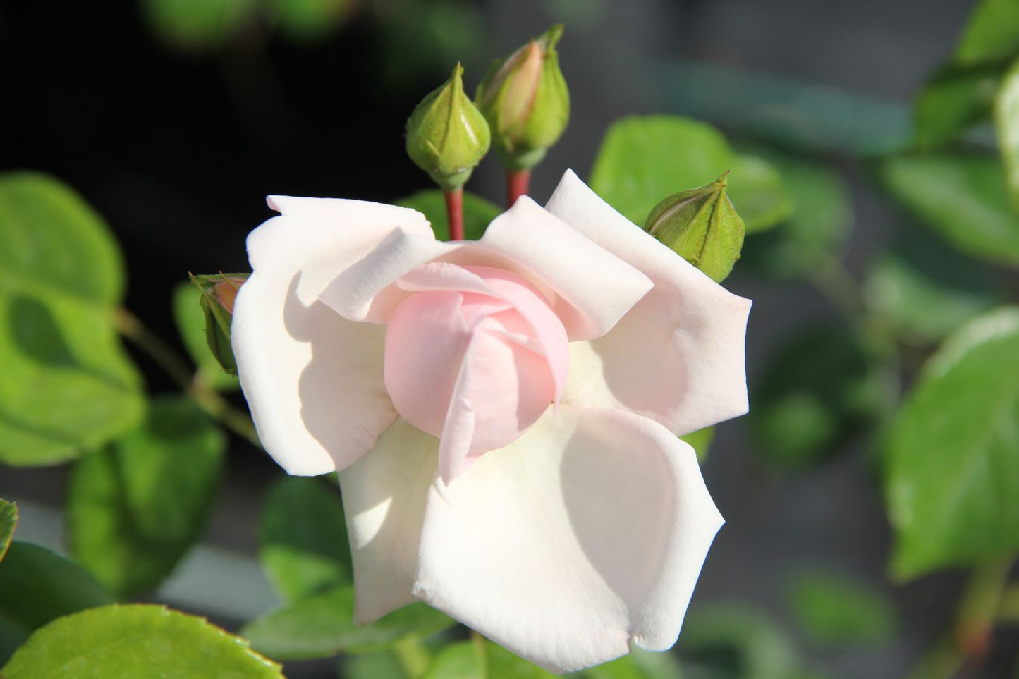 Rose 'New Dawn' (Kletterrose)