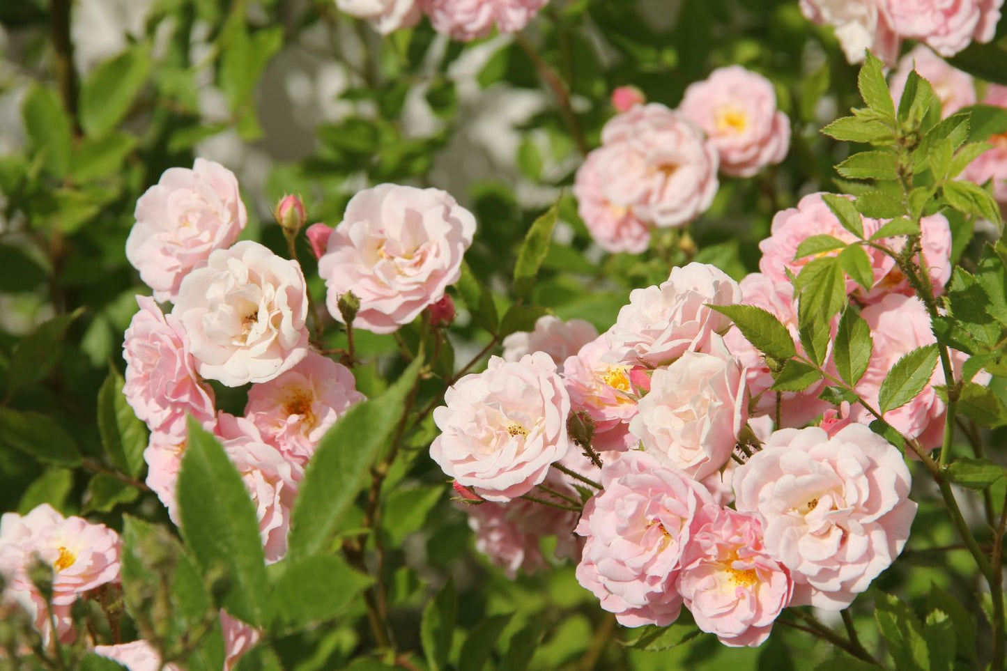 Rose 'Rosendorf Steinfurth' (Rambler)
