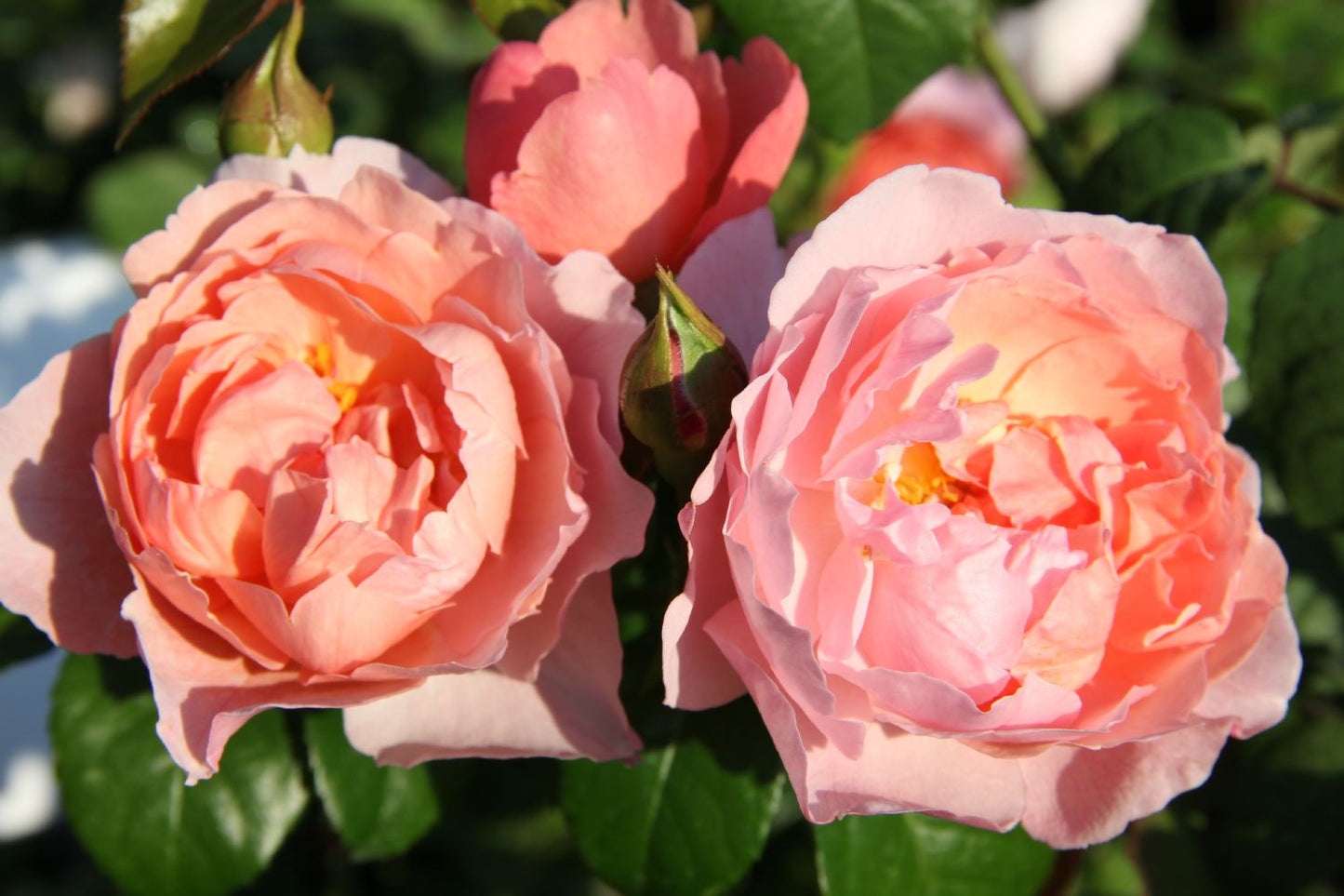 Rose 'Strawberry Hill' Englische Rose