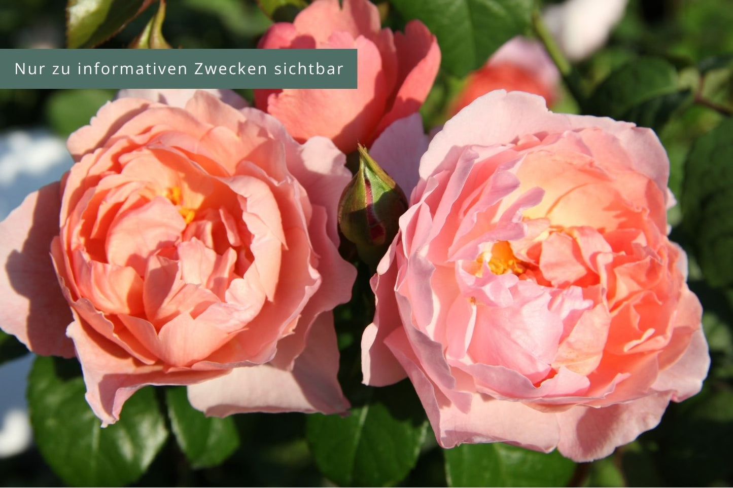 Rose 'Strawberry Hill' Englische Rose
