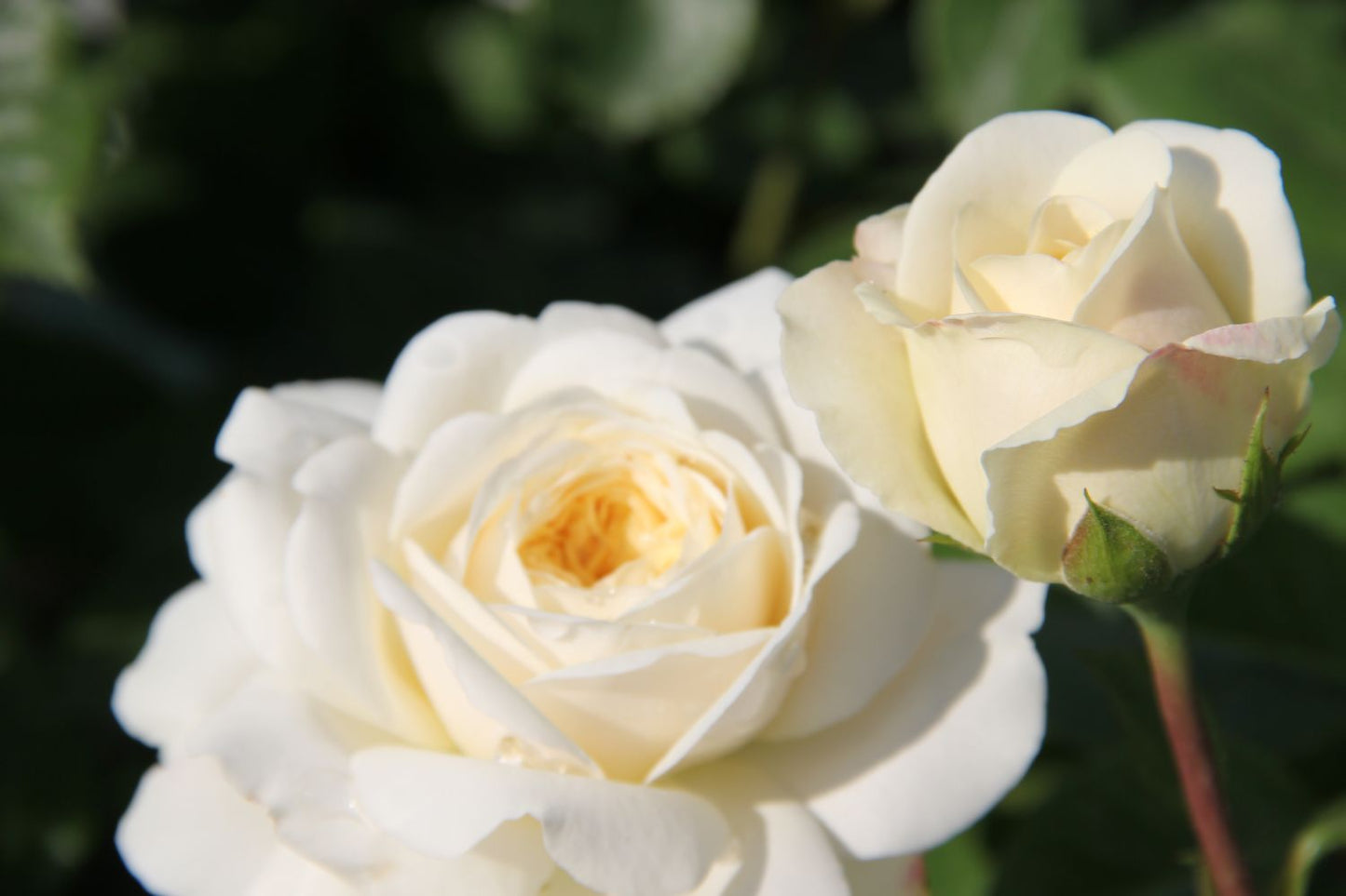 Rose 'Tranquility' (Englische Rose)