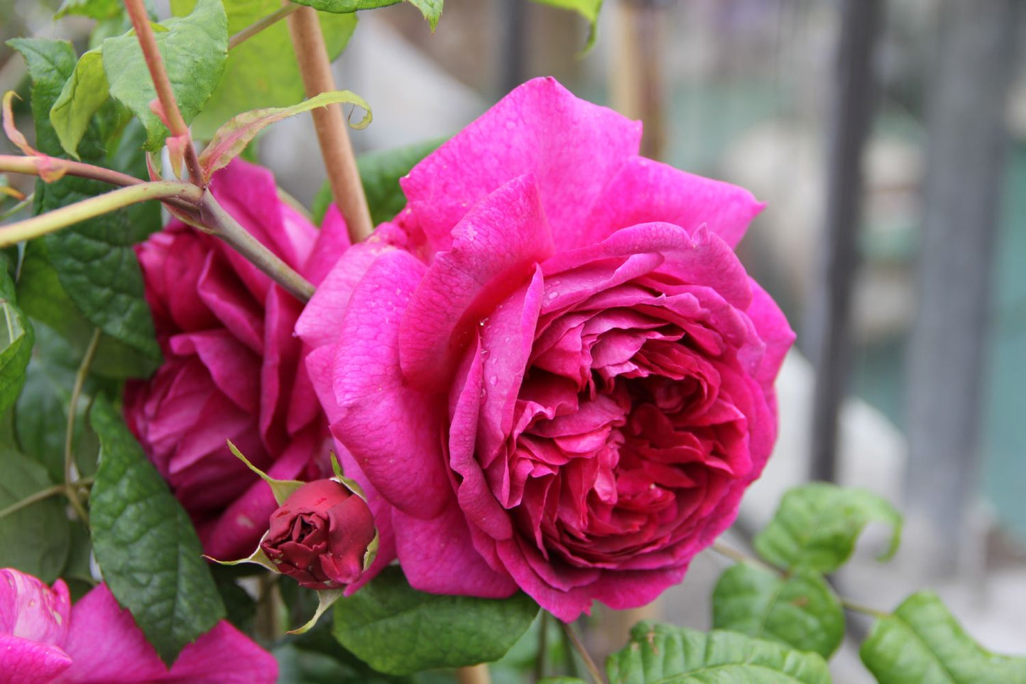Rose 'Young Lycidas' (Englische Rose)