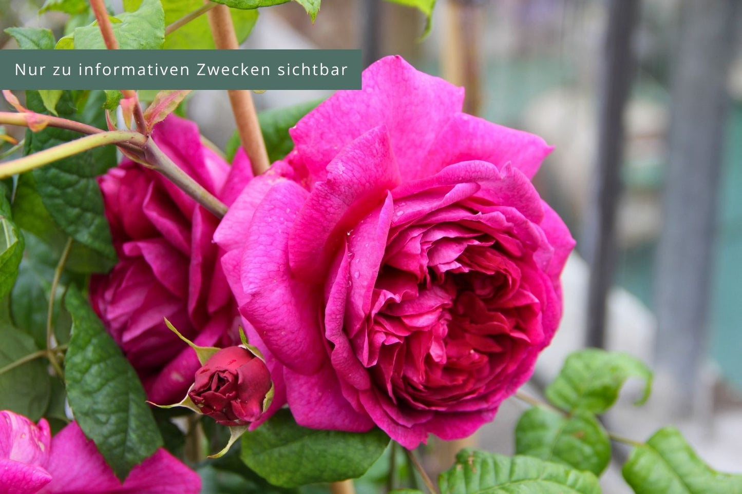 Rose 'Young Lycidas' (Englische Rose)