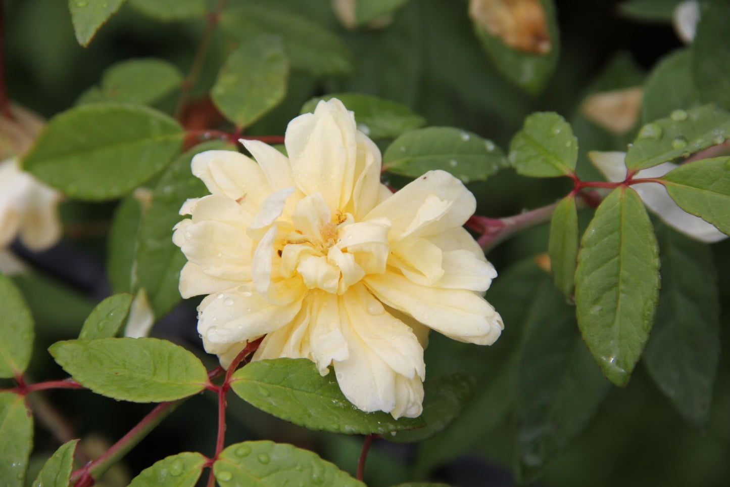 Rose 'Malvern Hills' Rambler