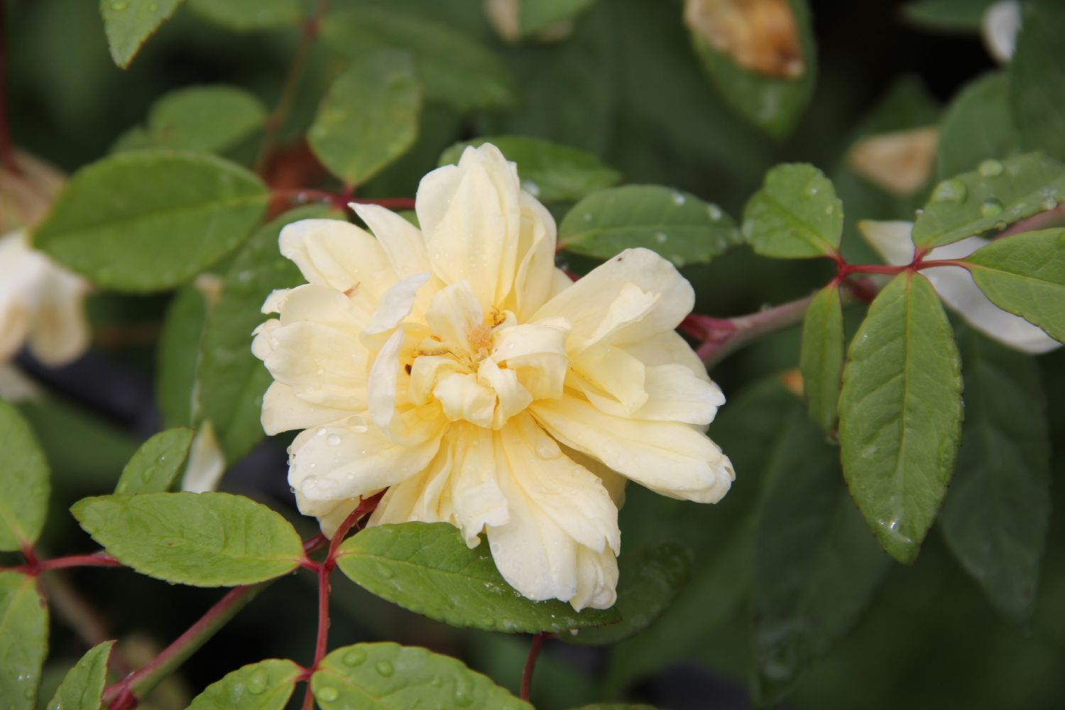 Rose 'Malvern Hills' Rambler