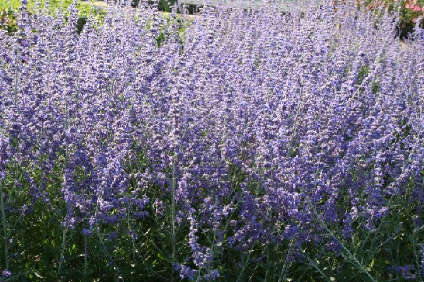 Nasenschmeichler (Herrlicher Duft und ausdauernde Blüten)