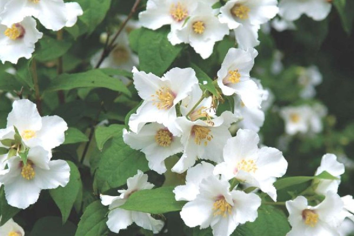 Nasenschmeichler (Herrlicher Duft und ausdauernde Blüten)