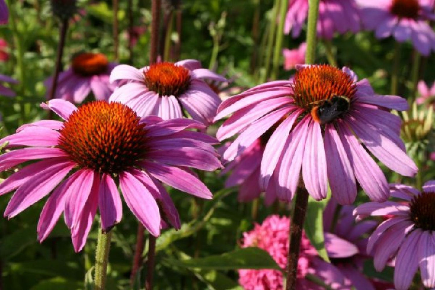Nasenschmeichler (Herrlicher Duft und ausdauernde Blüten)