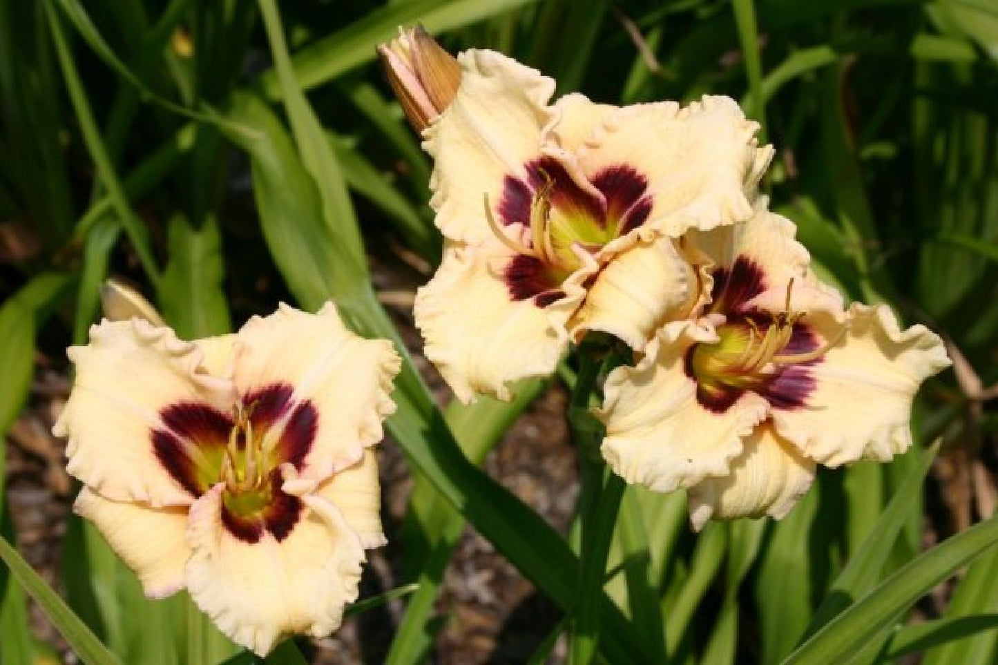 Nasenschmeichler (Herrlicher Duft und ausdauernde Blüten)
