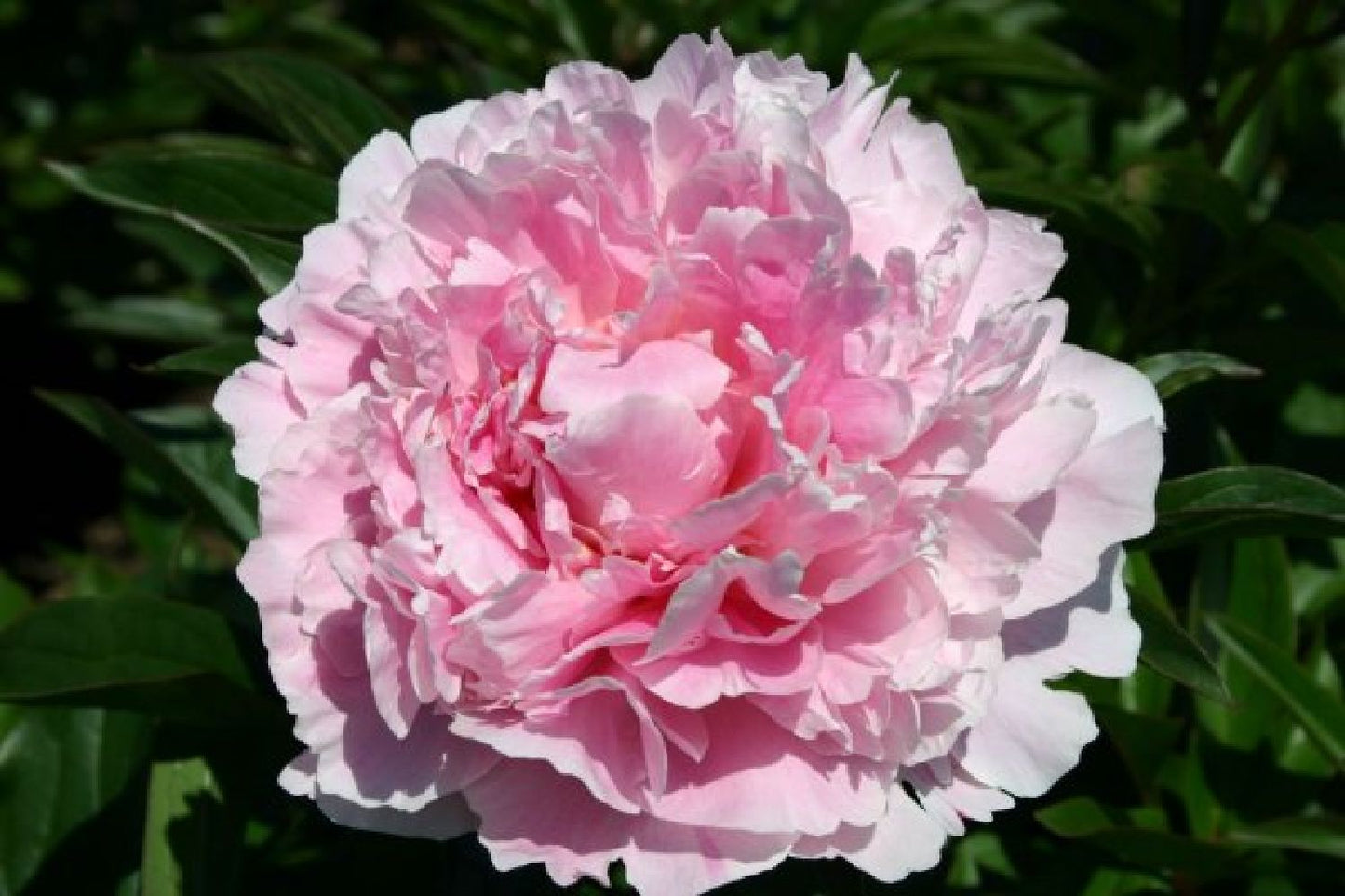 Nasenschmeichler (Herrlicher Duft und ausdauernde Blüten)