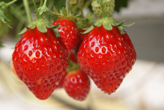 Fragaria vesca 'Mara des Bois' Immertragende Aroma-Erdbeere