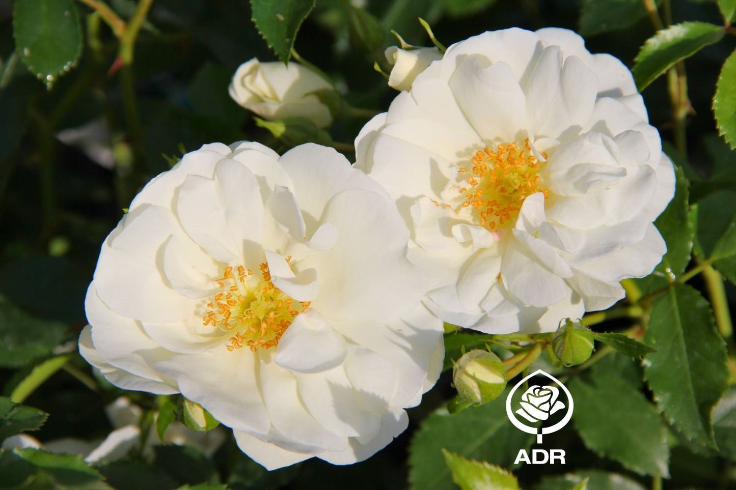 Rose 'Schneeflocke' ® Bodendeckerrosen