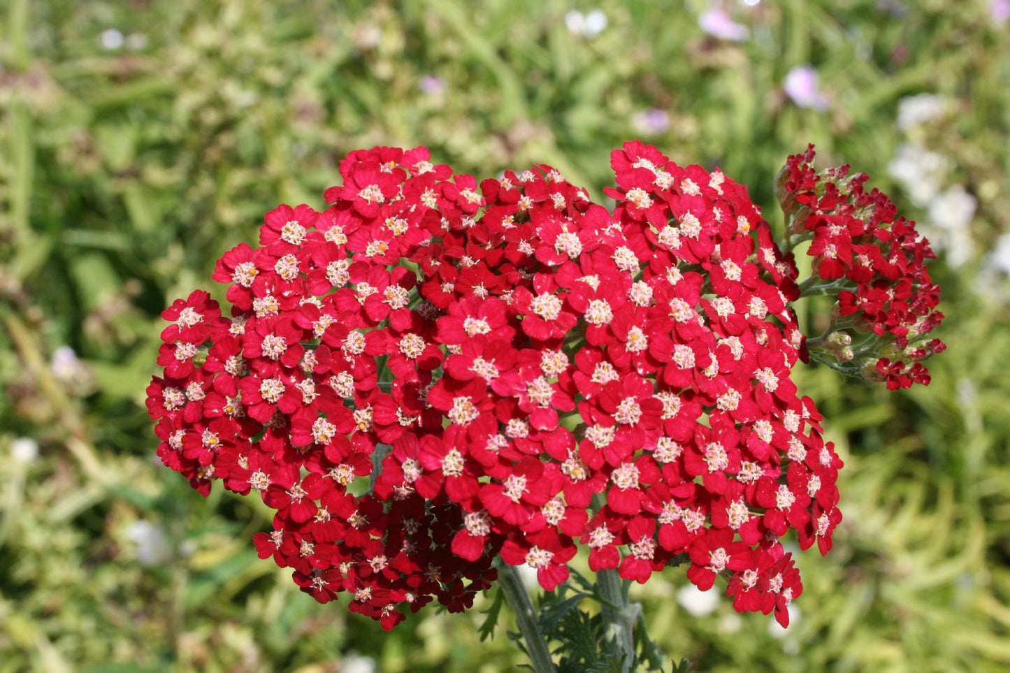 Achillea millefolium 'Paprika' Schafgarbe