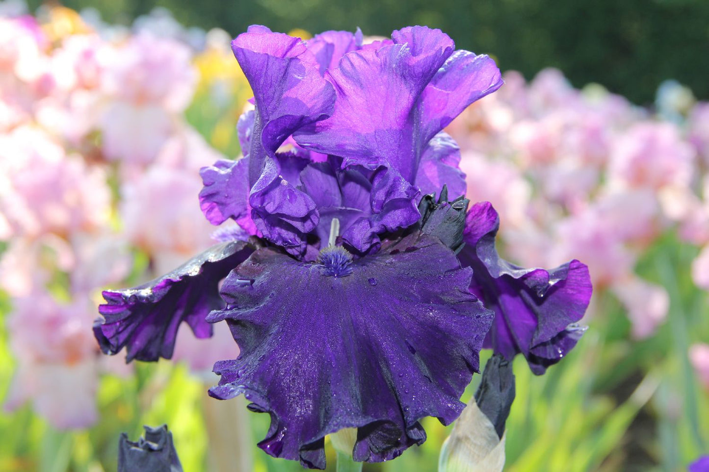 Iris Barbata-Elatior 'Eclipse de Mai' Hohe Bartschwertlilie