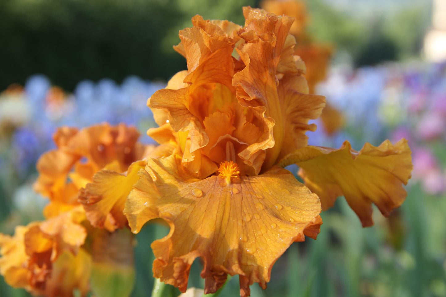 Iris Barbata-Elatior 'Golden Panther' Hohe Bartschwertlilie