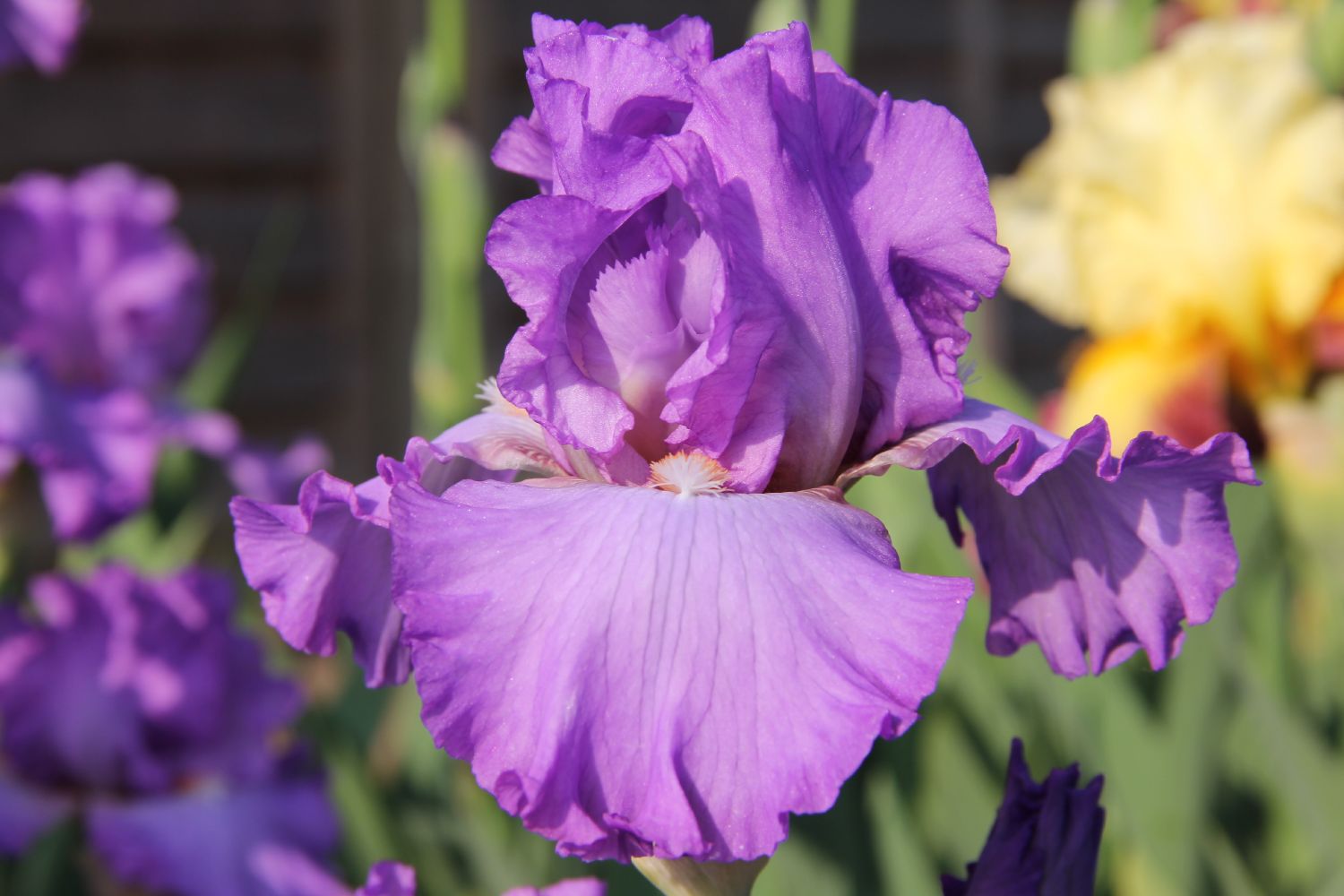 Iris Barbata-Elatior 'It's a Pleasure' Hohe Bartschwertlilie
