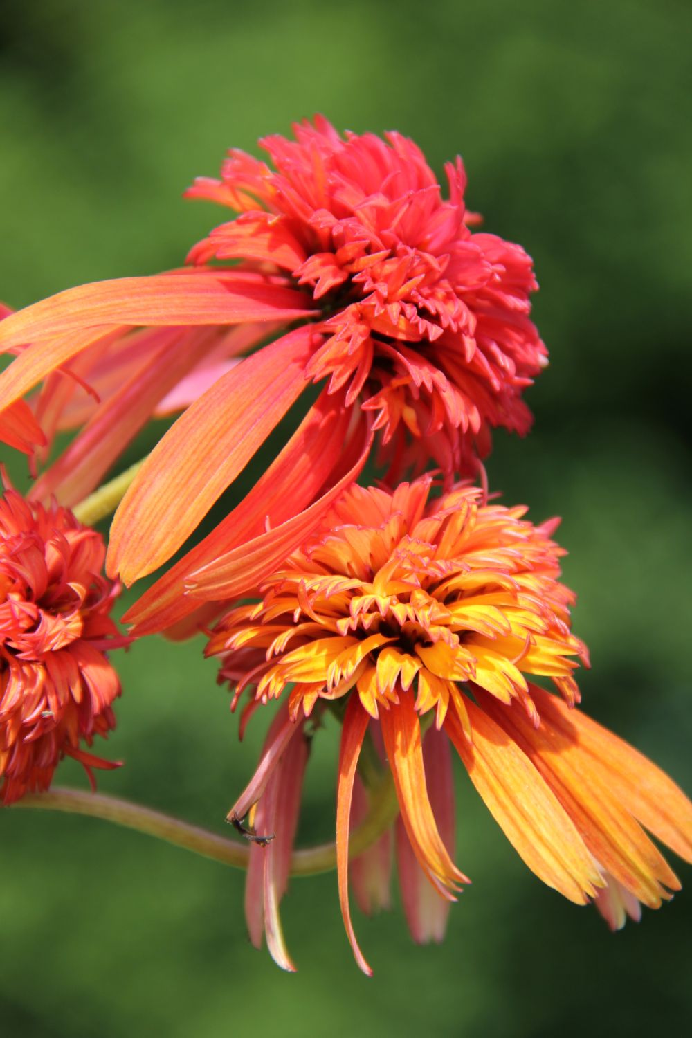 Echinacea 'Summer Samba' ® Scheinsonnenhut