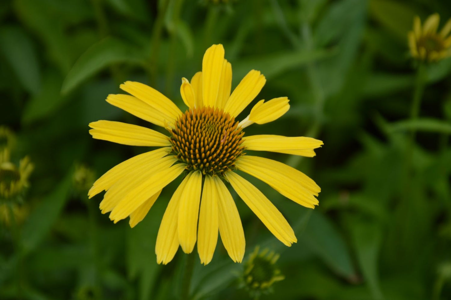 Echinacea 'Cleopatra' ® Scheinsonnenhut