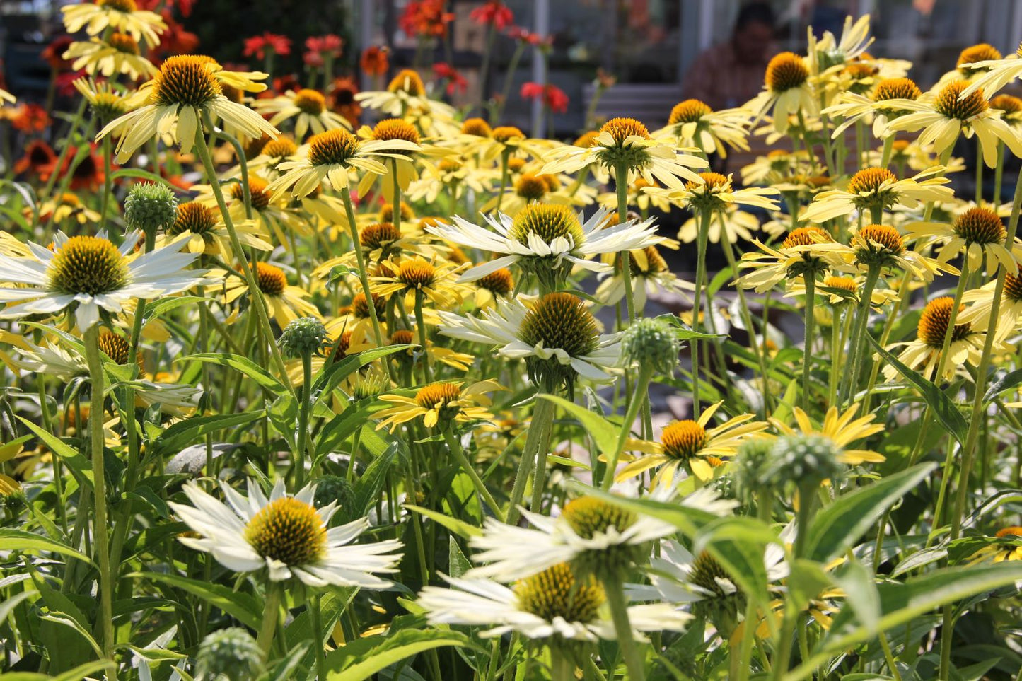 Echinacea 'Cleopatra' ® (Scheinsonnenhut)