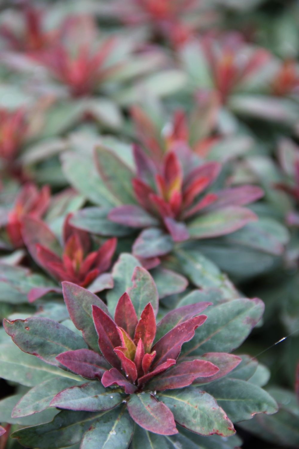 Euphorbia x martinii 'Velvet Ruby' Wolfsmilch