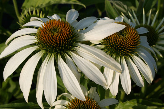 Echinacea purpurea 'Happy Star' Scheinsonnenhut