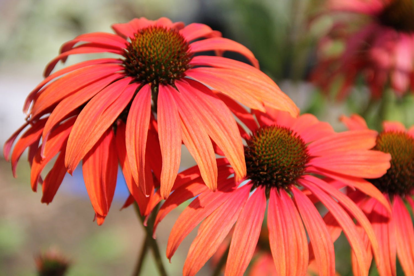 Echinacea 'Tomato Soup' Scheinsonnenhut Echinacea 'Tomato Soup' Scheinsonnenhut